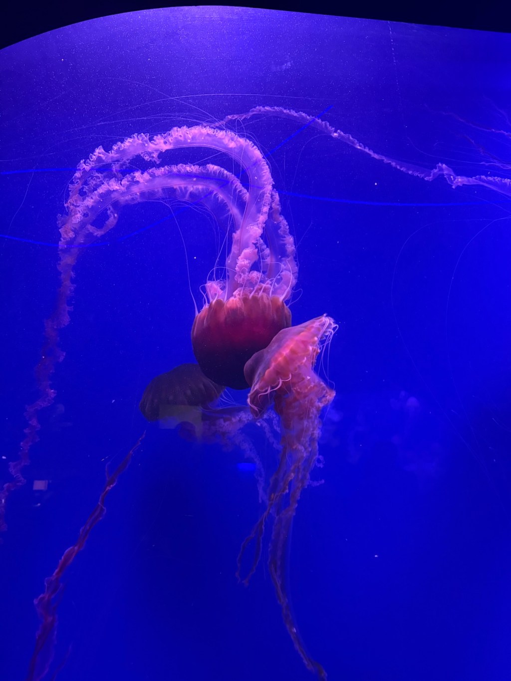Valencia part 2 – Oceanografic with kids and the Museo de las&nbsp;Ciències